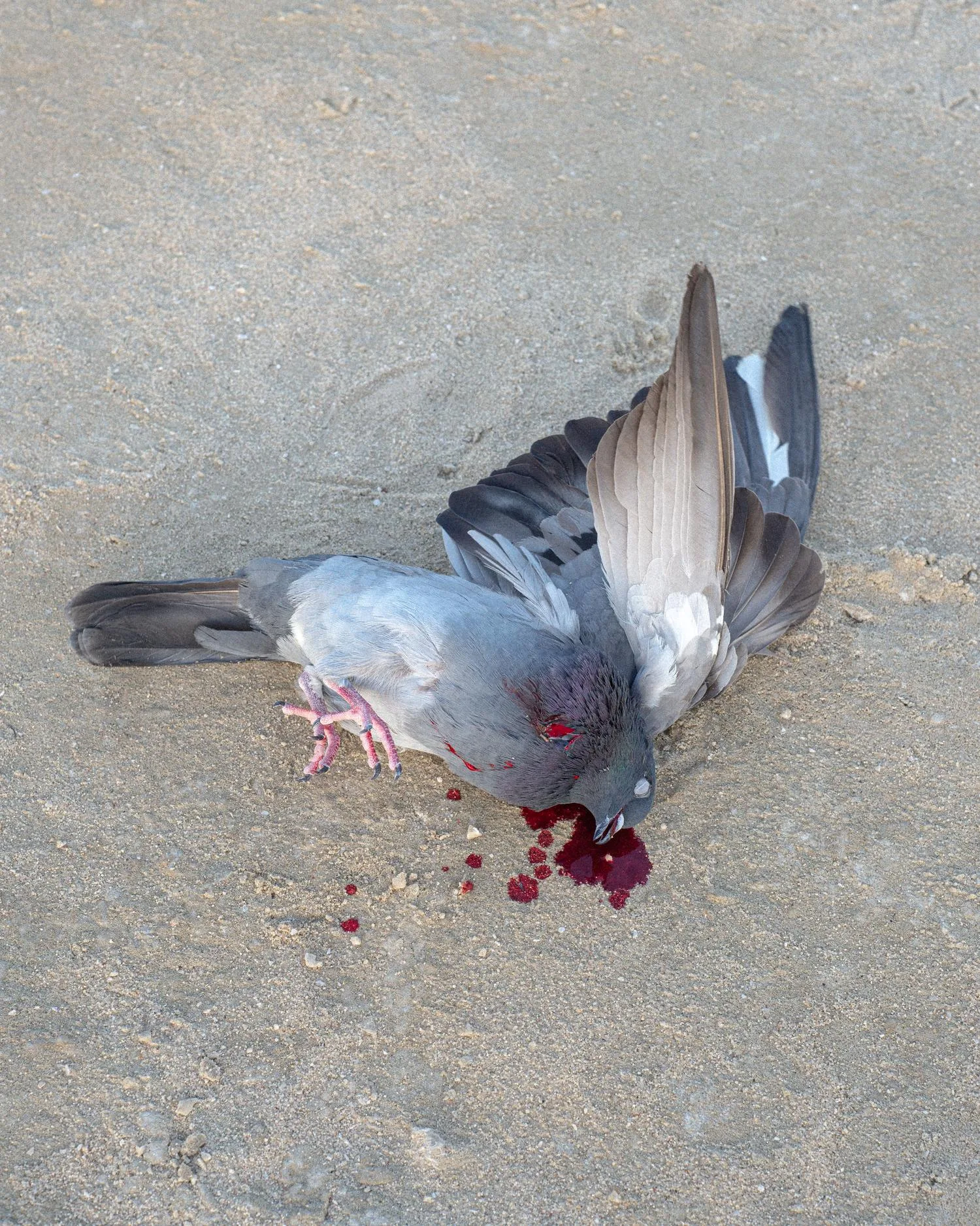 AS I LAY BETWEEN TWO SEAS, photograph 23