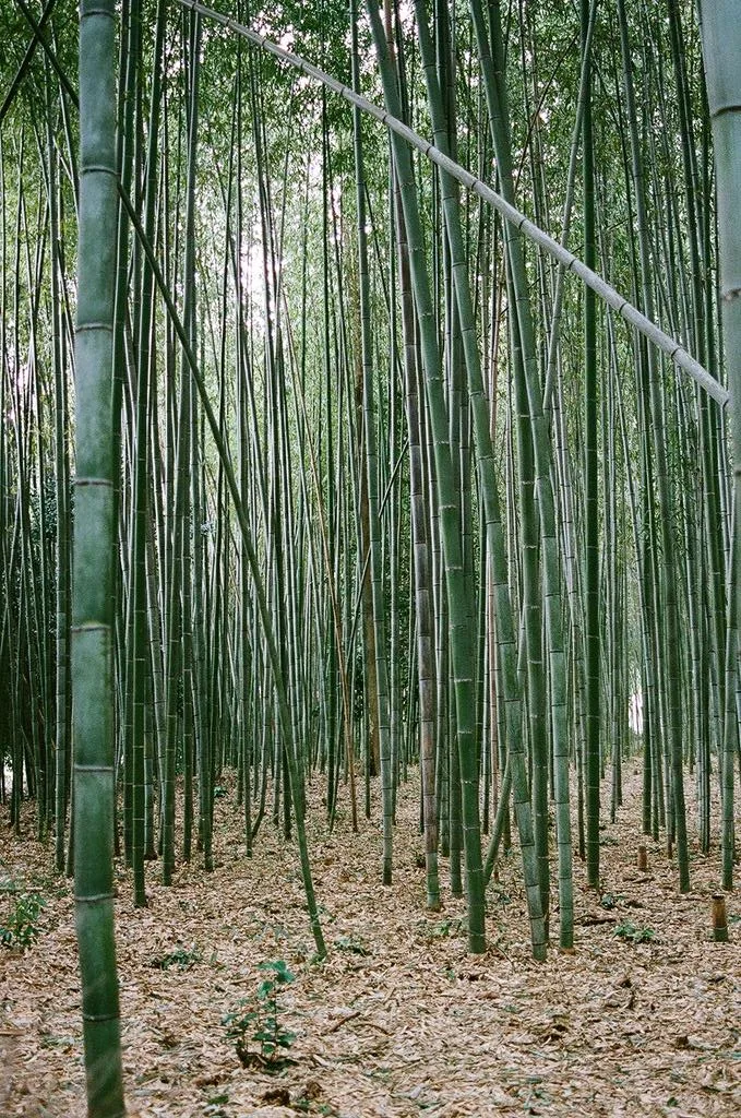 tokyo, photograph 30